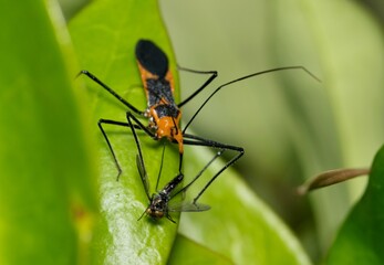 Milkweed assassin bug Zelus longipes insect with fly prey nature Springtime pest control.