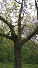 tree in the forest