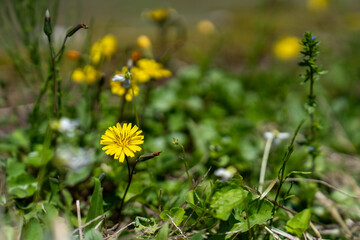 春の野に咲く黄色い花