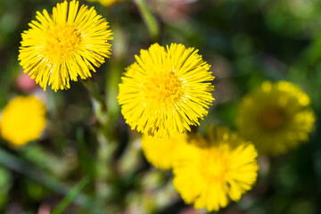 Yellow spring flowers, natural photo taken on a sunny day. Tussilago farfara