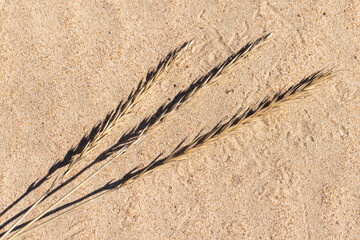 Fototapeta premium Dry ears of Leymus arenarius lay on sand on a sunny spring day