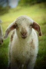 Obraz premium Süßes kleines Lamm mit Punkten