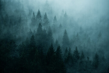 coniferous trees in the fog in the highlands. Vintage style photo.
