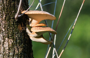 mushroom on a tree