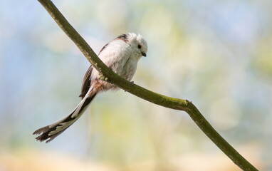 long-tailed tit