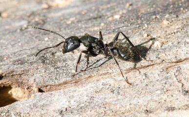 ant on a wood macro