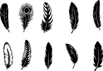 Set de plumes d'oiseaux 
