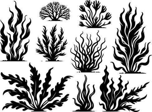 Plantes sous marines, algues, coraux, corail, noir isol&eacute; 