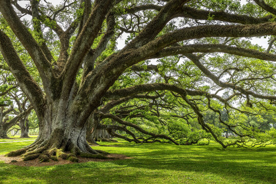 Alley of old oak trees covered with spanish moss