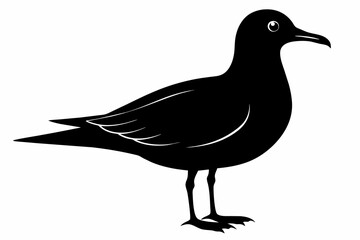 Seagull silhouette on white background, Vector illustration, icon, svg, characters, Holiday t shirt, Hand drawn trendy Vector illustration