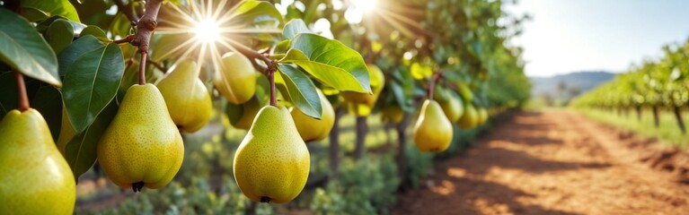 Fruit pear garden, business farming and entrepreneurship, harvest. Pears growing in pear trees in an orchard in bright sunlight in autumn.