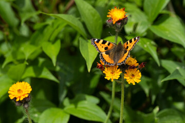 An orange tortoiseshell on an orange flower