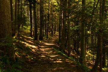 Obraz premium Path through the forest