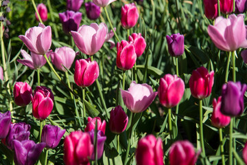 Fototapeta premium Tulip field