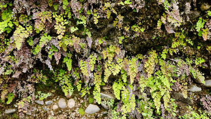 Maidenhair ferns (Adiantum capillus-veneris) on the conglomerate rocks by the side of a stream