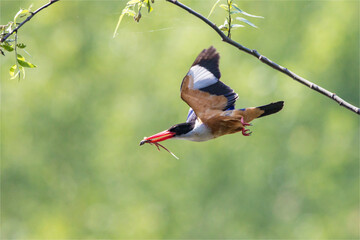 kingfisher bird on a branch