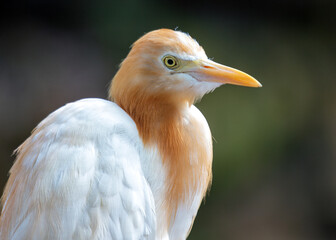 Cattle Egret (Bubulcus ibis) - Wader of Warm Regions