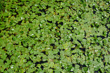 Delicate vivid green leaves of yellow water lily plant (Nymphaeaceae) on a water surface in a sunny summer garden, beautiful outdoor floral background photographed with soft focus