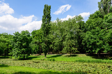 Vivid landscape in Nicolae Romaescu park from Craiova in Dolj county, Romania, with lake, waterlillies and large green tres in a beautiful sunny spring day with blue sky and white clouds