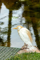 Cattle Egret (Bubulcus ibis) - Wader of Warm Regions