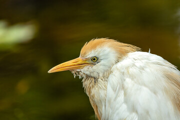 Cattle Egret (Bubulcus ibis) - Wader of Warm Regions