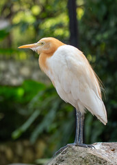 Cattle Egret (Bubulcus ibis) - Wader of Warm Regions