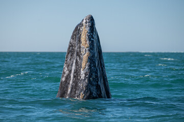 Gray whale (Eschrichtius robustus) in San Ignacio Lagoon, Baja California Sur, Mexico.