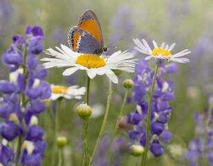 Obraz premium Beautiful wild flowers chamomile, purple wild peas, butterfly in morning haze in nature