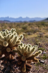 cholla cactus in the sunny desert