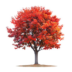 Red maple tree isolated on white background with branches and leaves in autumn season, surrounded by nature, with shadow illustration and design elements including flowers, cherries, and oranges
