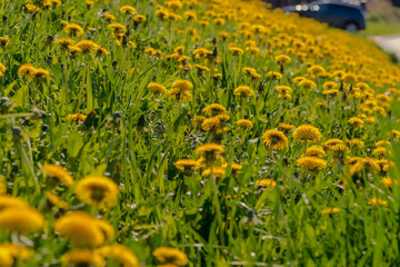 Cała „kupa” żółtych kwiatów mniszka lekarskiego. Mniszki kwitnące w bardzo dużych ilościach na małym trawiastym wzgórzu.