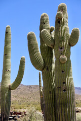 ancient saguaro cactus in the desert