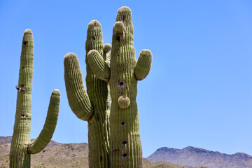 closeup of saguaro cactus with bird nest