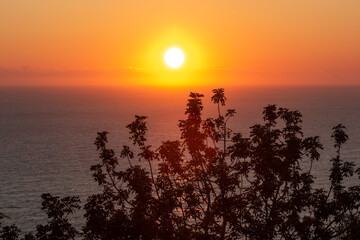 Bush with sun and sea during sunset in Alanya