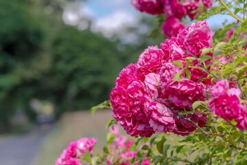 Różowe róże kwitnące w dużych ilościach na krzaku w pobliżu płotu. Duża liczba kwiatów róż kwitnących obok płotu wzdłuż wiejskiej drogi. - obrazy, fototapety, plakaty