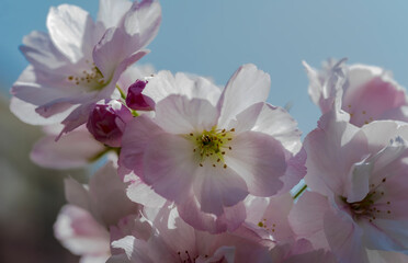 Wiosenne kwiaty krzewu ozdobnego (migdał... !?). W wiosenny poranek w mieście pod błękitnym niebem zakwitły różowe kwiaty krzewu ozdobnego. - obrazy, fototapety, plakaty