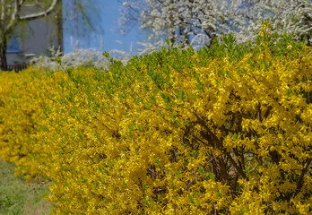 Kwitnące na żółto krzewy forsycji pod błękitnym niebem. Wiosenne kwitnienie krzewów ozdobnych w pobliżu domu  w towarzystwie kwitnących drzew owocowych.