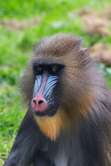 Mandrill