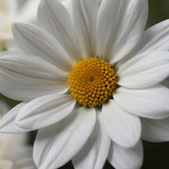 close up of daisy flower