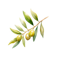 Olives branch watercolor, isolated on white background.