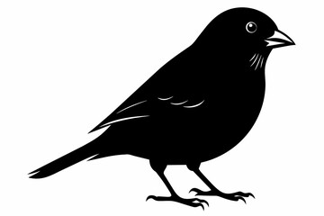 Finch silhouette on white background, Vector illustration, icon, svg, characters, Holiday t shirt, Hand drawn trendy Vector illustration, eagle silhouette