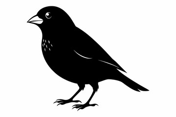 Finch silhouette on white background, Vector illustration, icon, svg, characters, Holiday t shirt, Hand drawn trendy Vector illustration, eagle silhouette