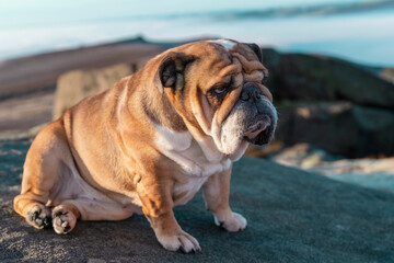 Unhappy red English British Bulldog Dog sitting on mountain against cloudy looking on sunny day