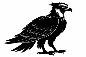 Osprey silhouette on white background, Vector illustration, icon, svg, characters, Holiday t shirt, Hand drawn trendy Vector illustration, eagle silhouette