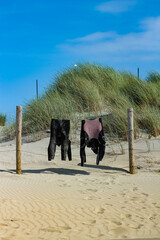 Wetsuits hanging to dry on line on beach dune