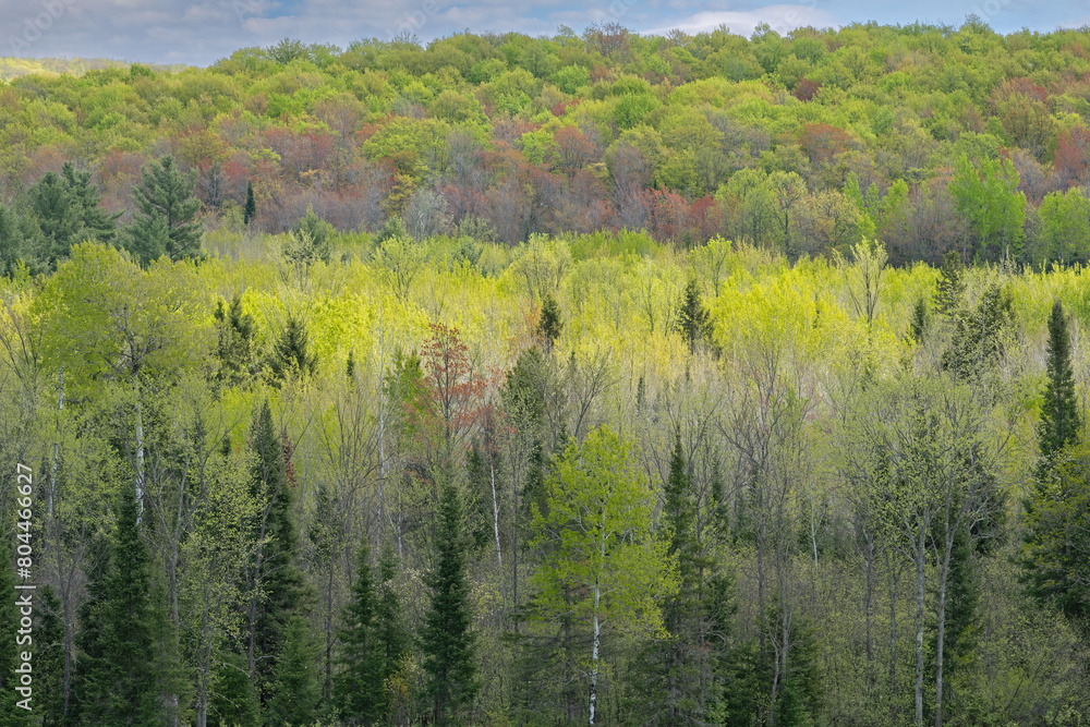 Wall mural Spring landscape of woodland, Hiawatha National Forest, Michigan's Upper Peninsula, USA