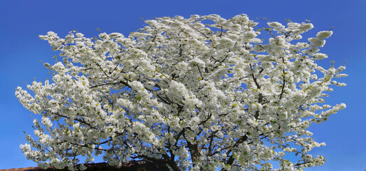 Kirschbaum mit weißen Blüten, Panorama 
