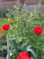 Rote Tulpe 