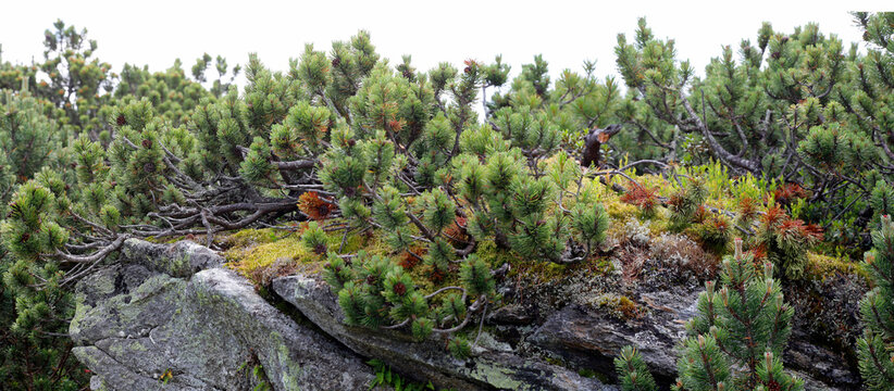 Bergkiefer (Pinus mugo) Latschenkiefer, Panorama 