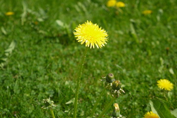 Mniszek lekarski rosnący na trawniku   © Currentofimages